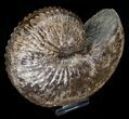 Excellent Hoploscaphites Ammonite - South Dakota #6129-1